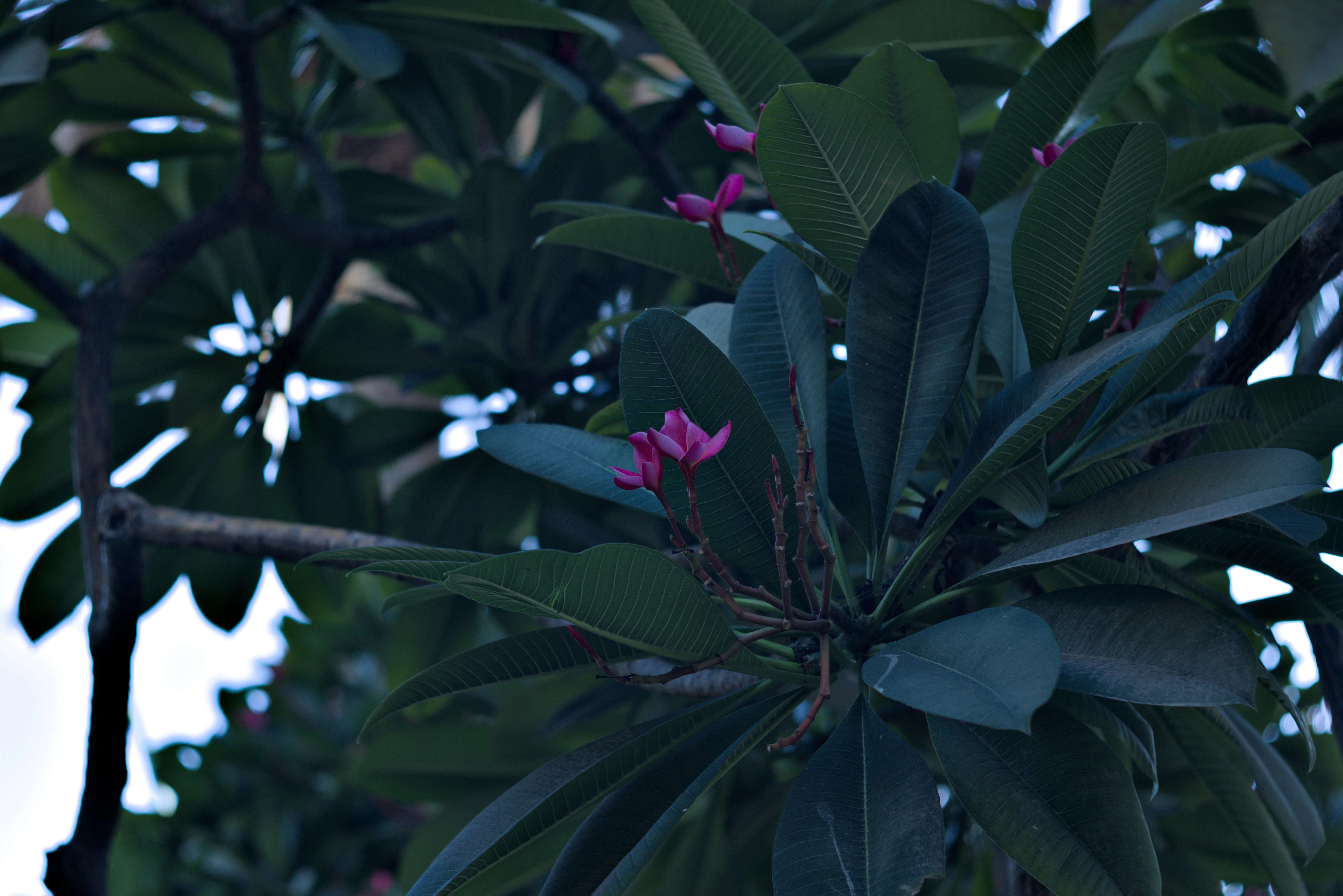 Zenith Helios-77M-4 1,850 (VOMZ) - _I4A2715.webp